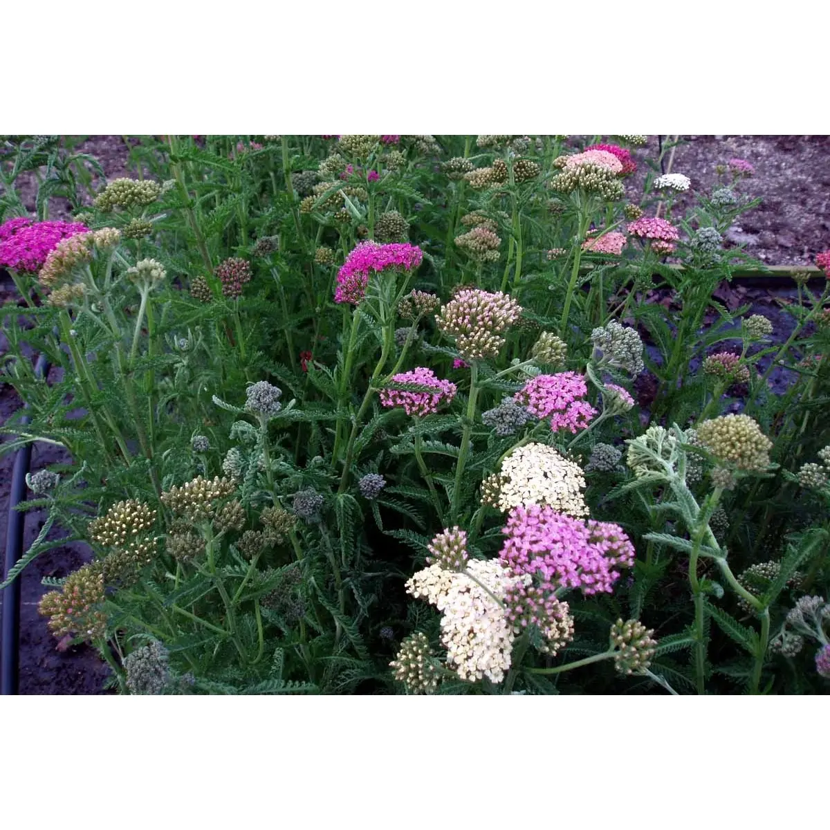 Røllike &apos;Summer Pastels&apos;