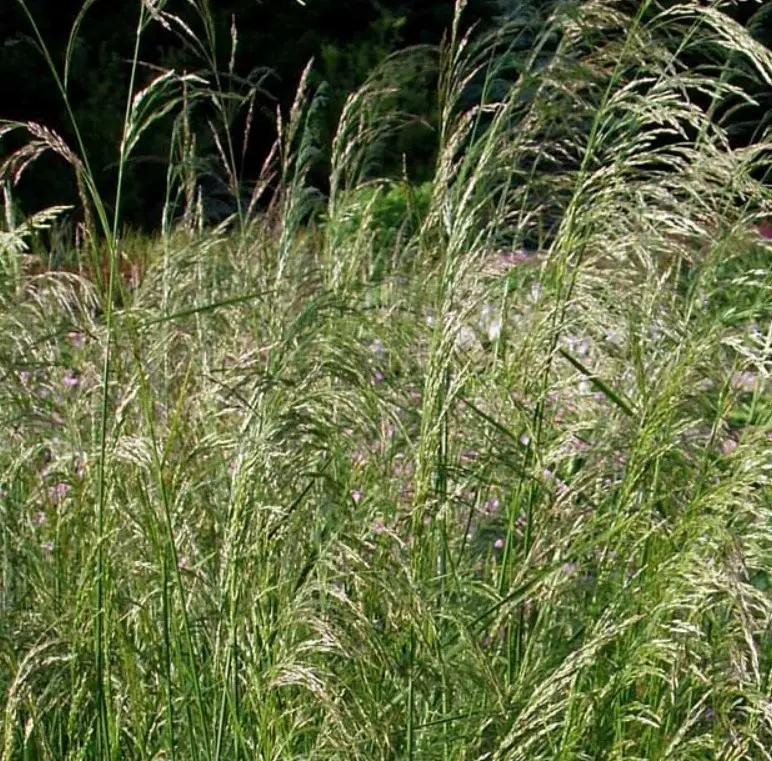 Mosebunke 'Goldtau' - Potte 3,0 liter