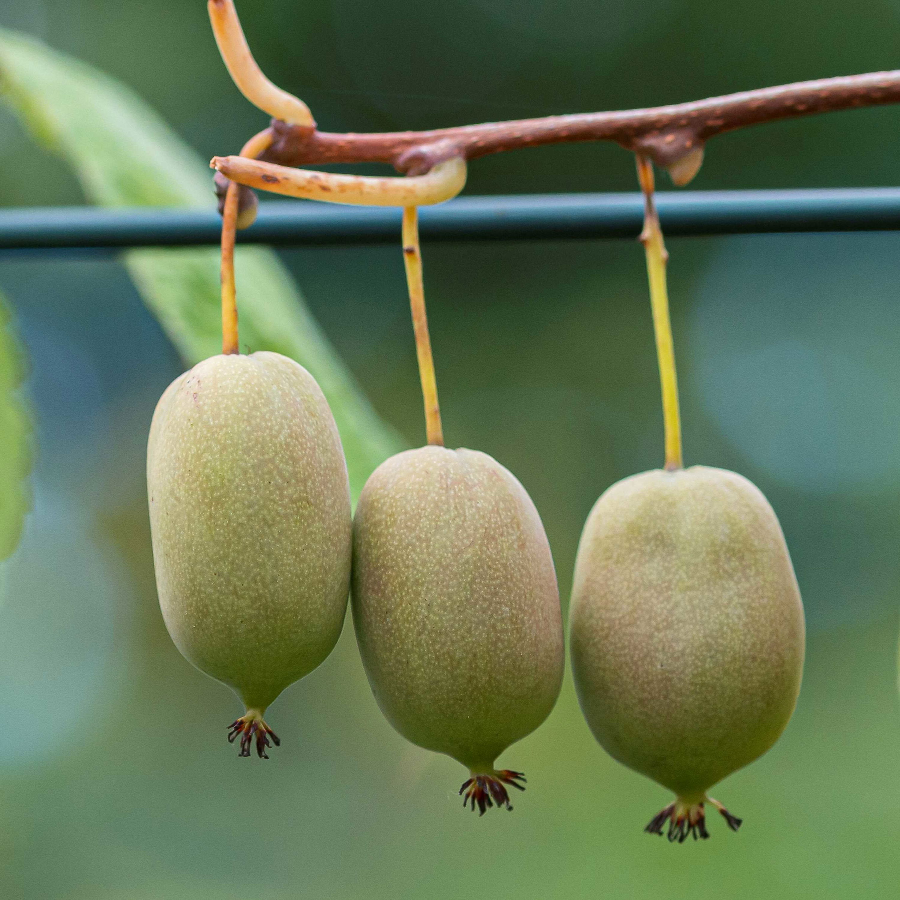 Almindelig Stikkelsbærkiwi