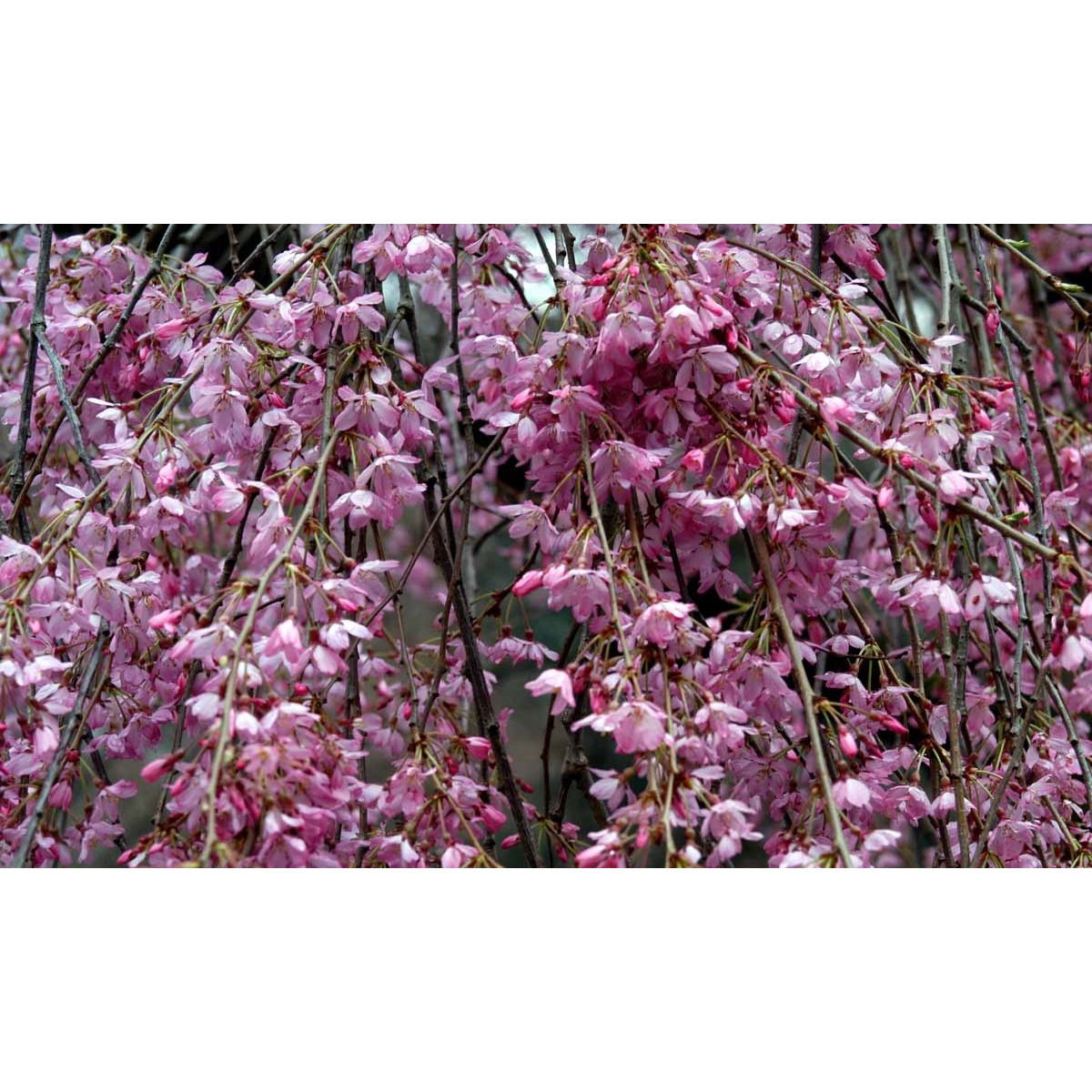 Japansk hængekirsebær