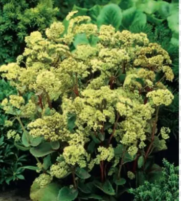 Sankthansurt 'Seduction Green-Yellow' - Potte 1 liter