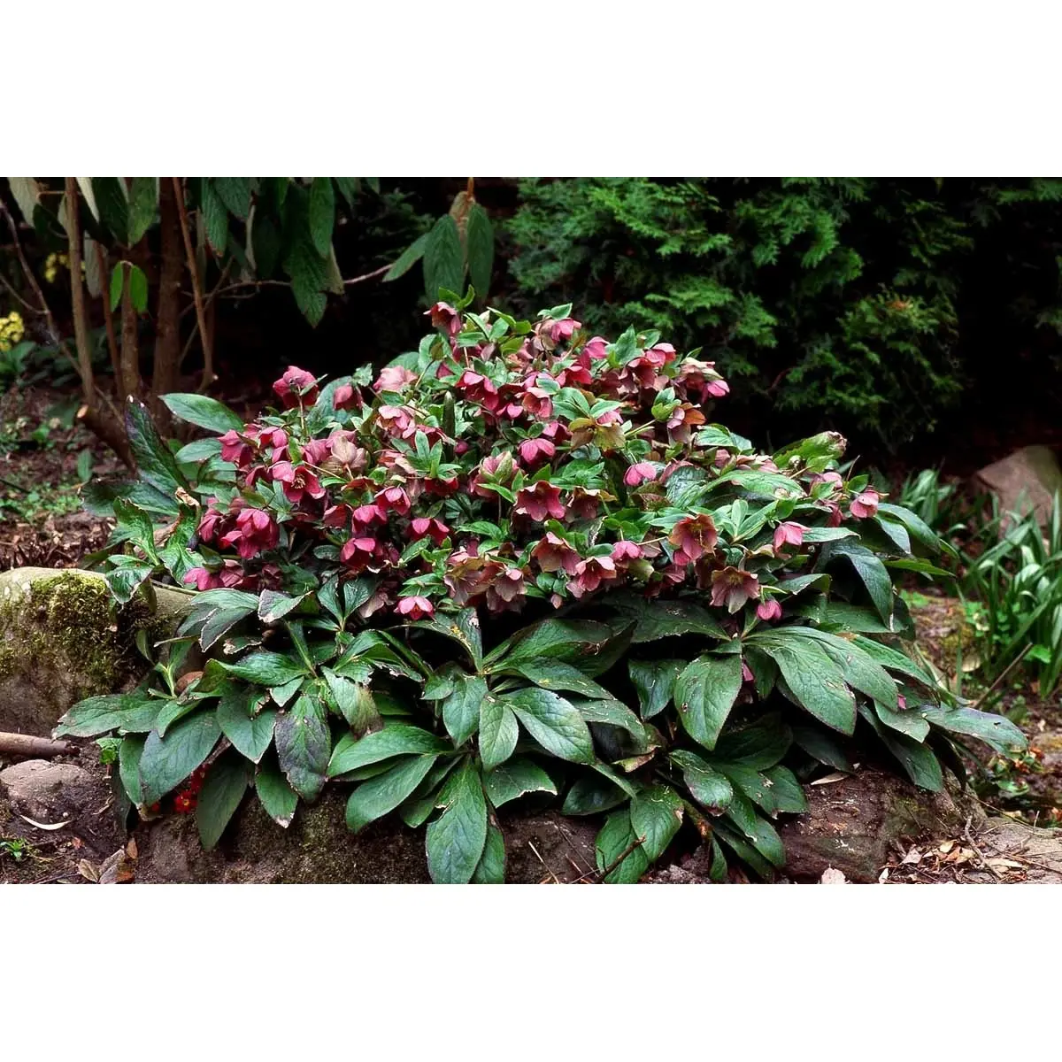 Påskeklokke, Røde nuancer