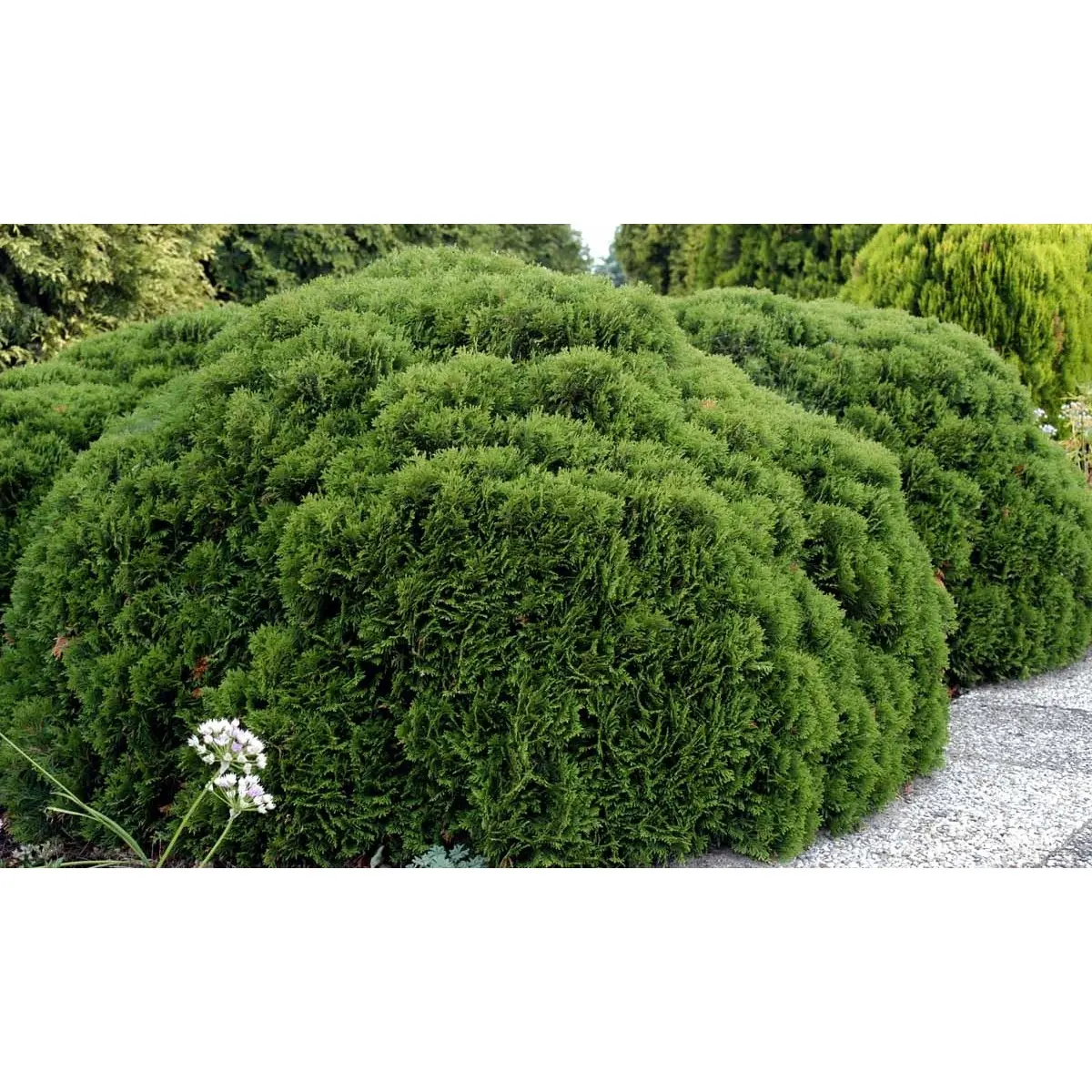 Thuja &apos;Danica&apos;