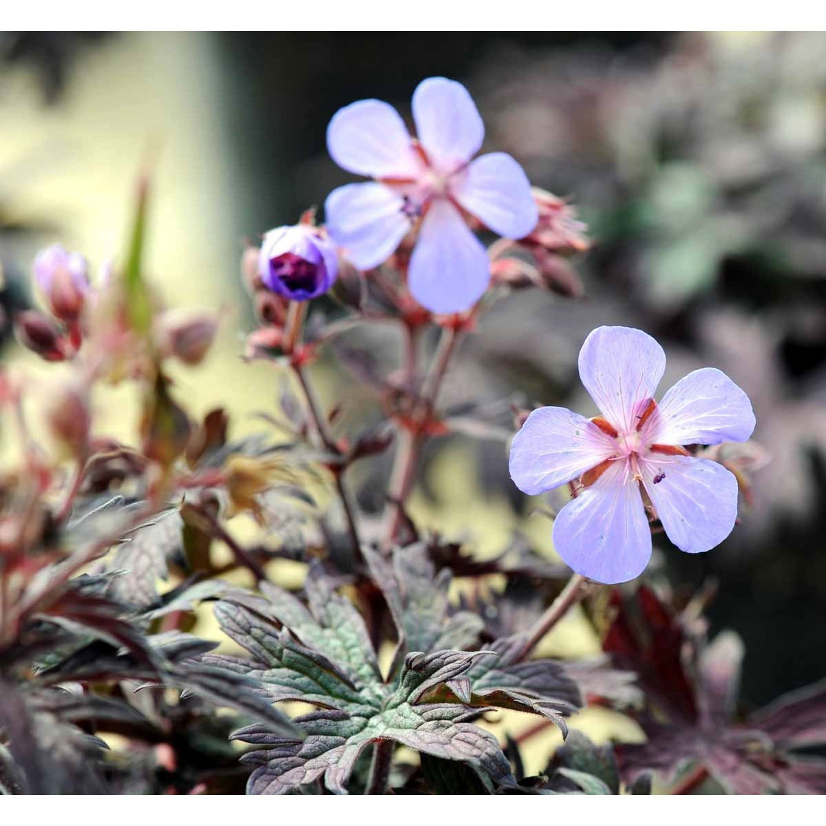 Eng-Storkenæb &apos;Midnight Reiter&apos; (rødt løv)