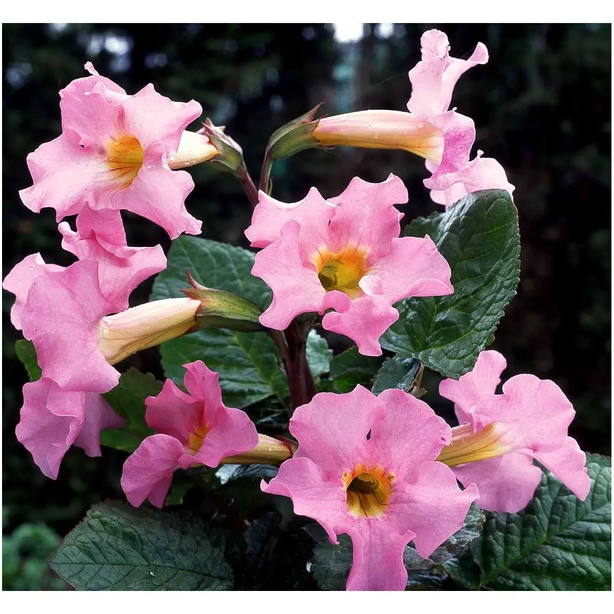 Havegloxinia - Potte 1 liter