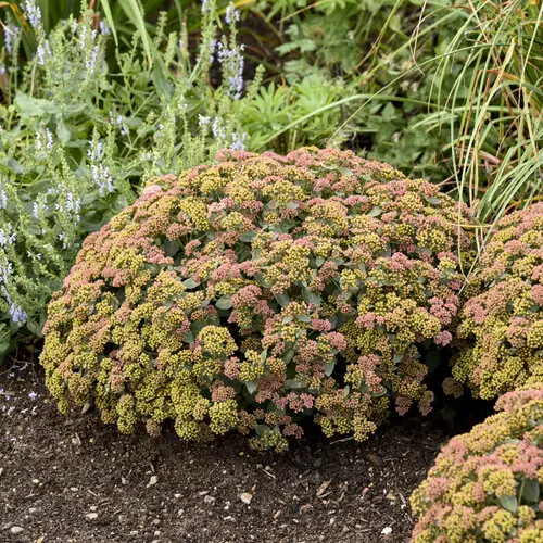 Sankthansurt 'Coraljade' - Potte 1 liter