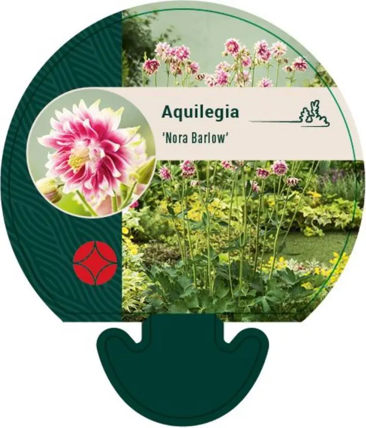 Akeleje 'Nora Barlow' - Potte 0,8 Liter
