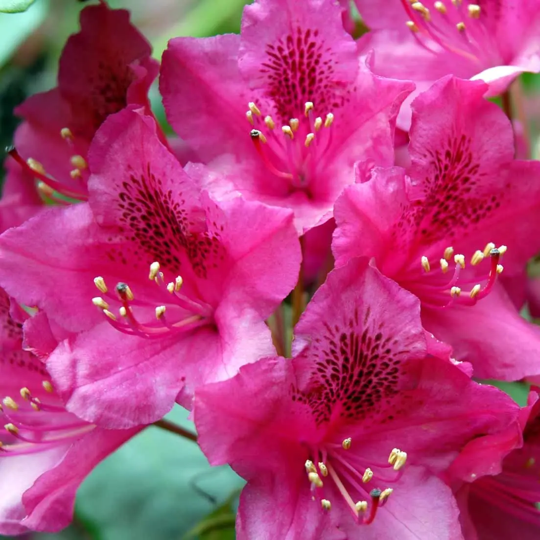 Rhododendron Nova Zembla