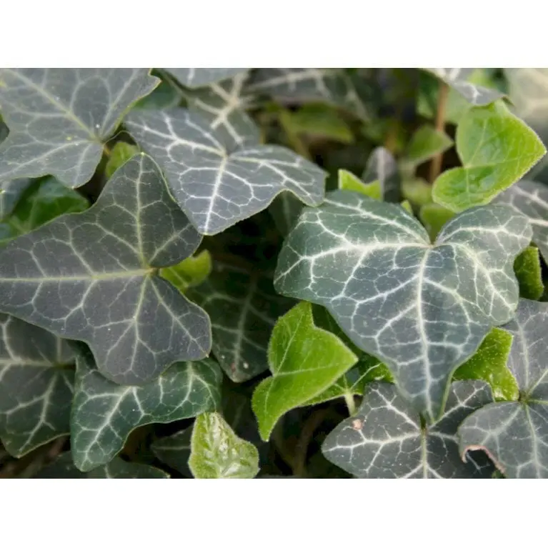 Hedera helix Hevil, Småbladet Efeu Hevil, Beskrivelse: God bunddækkeplante med lav kraftig og tæt vækst. Mindre grønne blade, med tydelige hvide nerver og stedsegrøn. Den vil gerne klatre, og kan hæfte sig fast på alt. Blomst og bær: Ingen. Trivsel: Trive