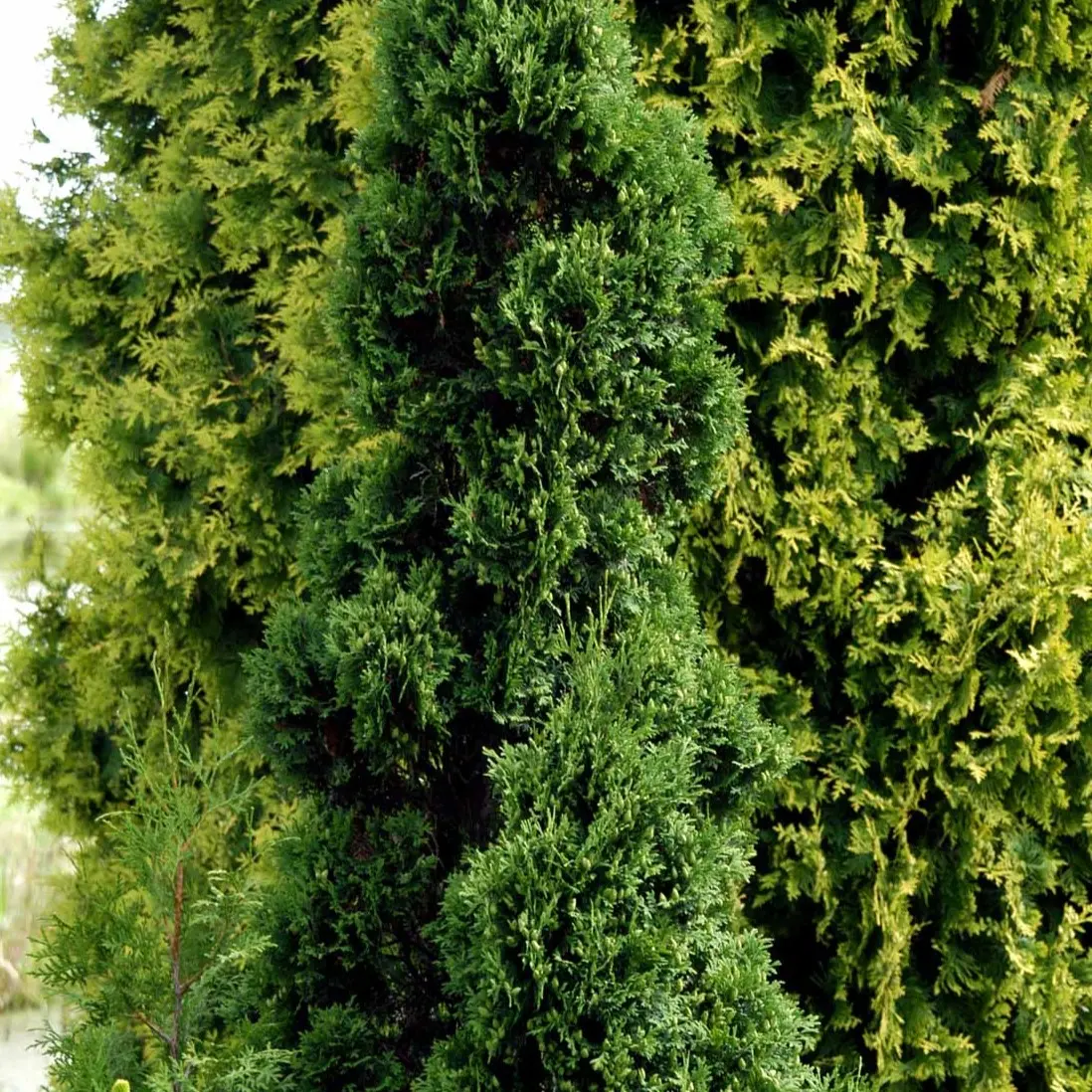 Hækthuja &apos;Holmstrup&apos;