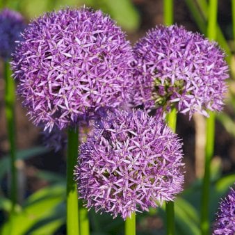 Prydløg 'Gladiator' XXL