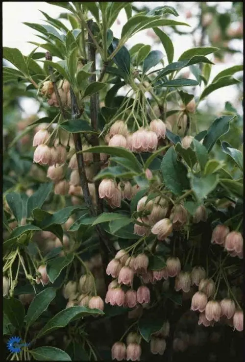Enkianthus campanulatus, Pagodebusk, Blad / Nåle: Elliptiske Blad / Nåle farve: Grønne Blomster str.: Små Blomsterfarve: Rosarøde Blomstringstid 1: Maj - Juni Bredde: 1,2 - 1,5 meter Efterårsløv: Kobberrøde Gødning: Mellem Højde: 2 - 3 meter Hårdførhed: F