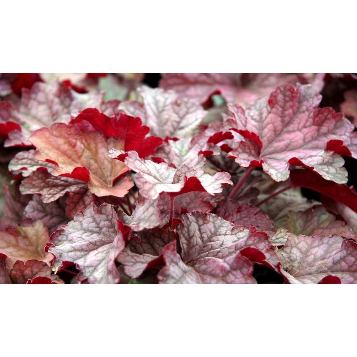 Alunrod &apos;Berry Smoothie&apos;