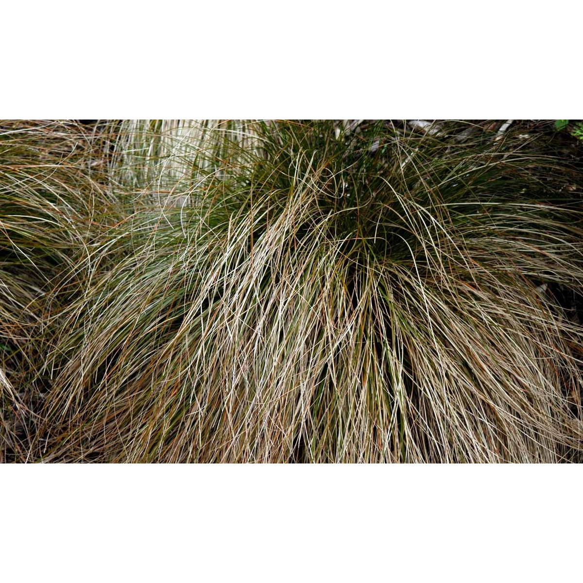 Star 'Prairie Fire' - Potte 2,0 liter