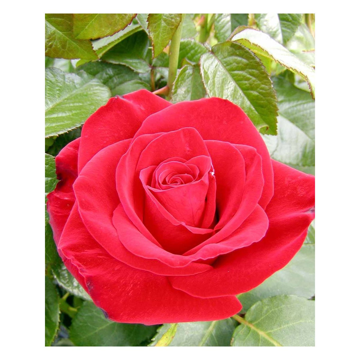 &apos;Courage&apos;™