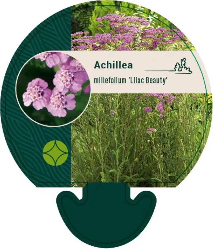 Røllike 'Lilac Beauty' - Potte 0,8 Liter