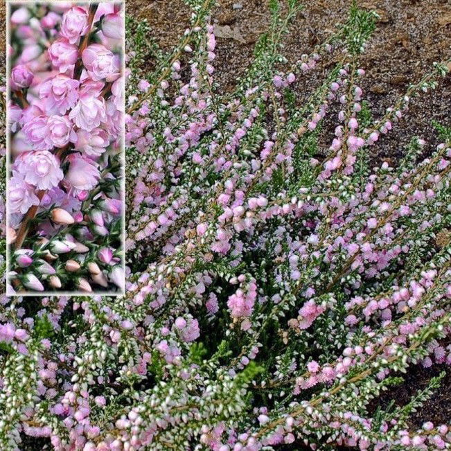 Efterårslyng Radnor