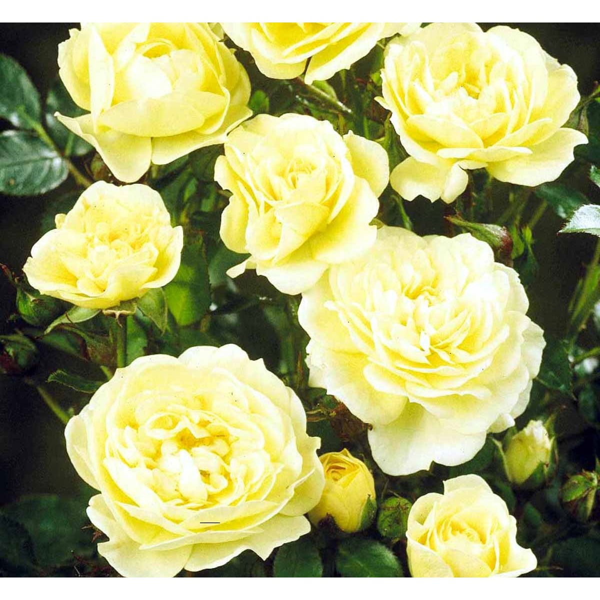 Bunddækkende Rose &apos;Golden Cover&apos; ®