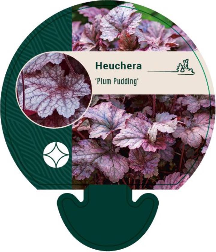 Alunrod 'Plum Pudding'Â® - Potte 0,8 Liter