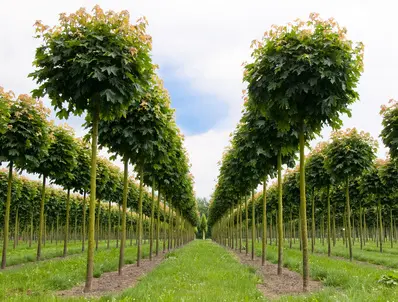 Kugleløn / Kugleahorn