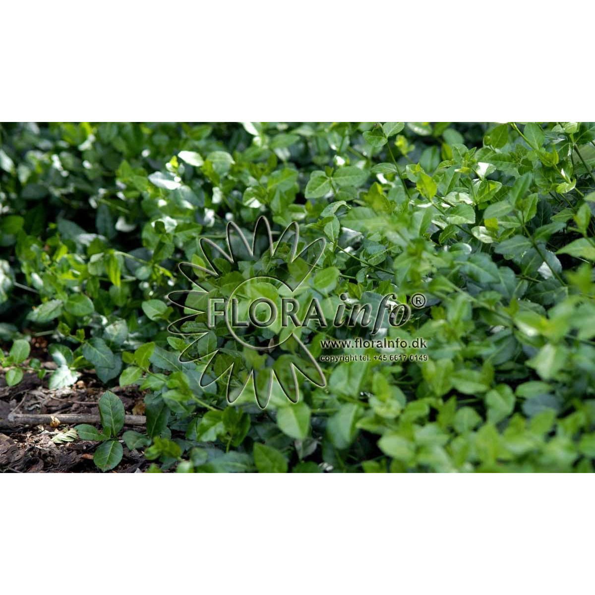 Euonymus fortunei Vegetus, Krybende Benved Vegetus, Flad, bred busk 1,5-1 m høj. Læderagtigt, stedsegrønt. Flødegule kapsler, orange frø. Sol-skygge, nøjsom og hårdfør.