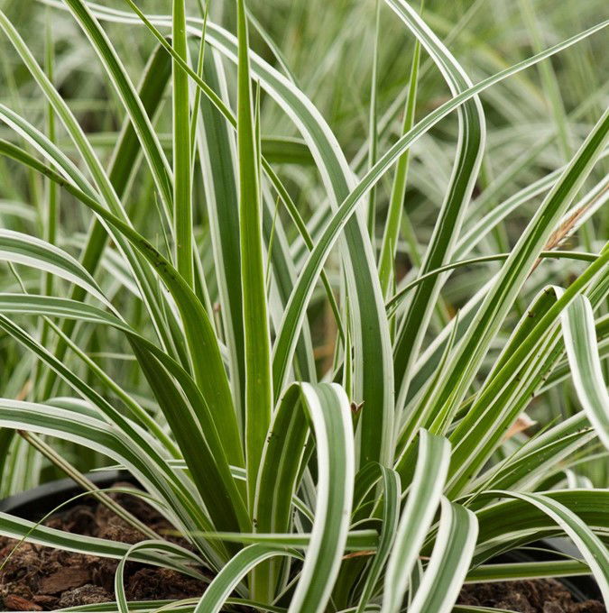 Star &apos;Everest&apos;