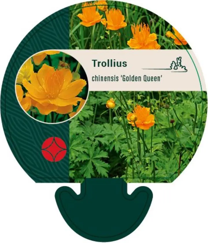 Kinesisk Engblomme 'Golden Queen' - Potte 0,8 Liter