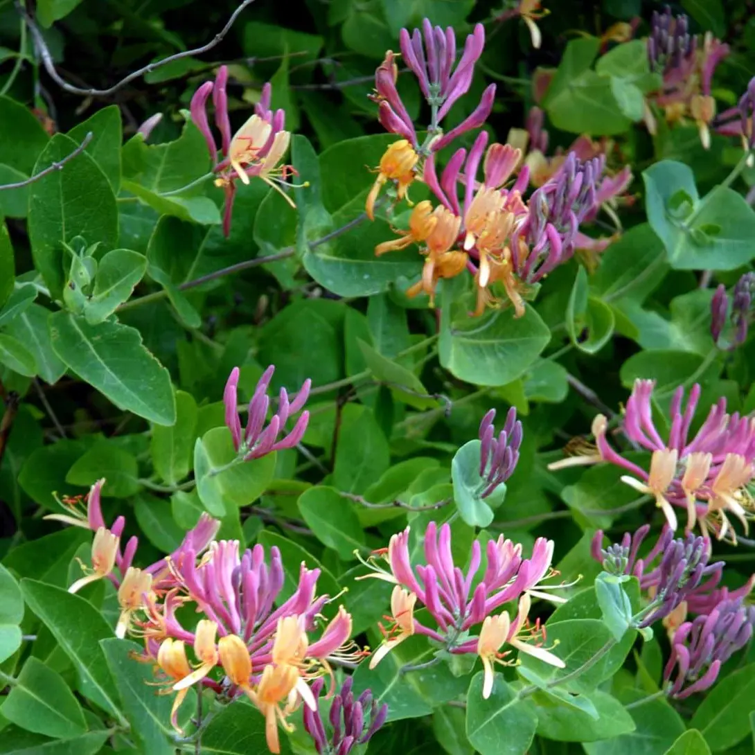 Kaprifolie American Beauty