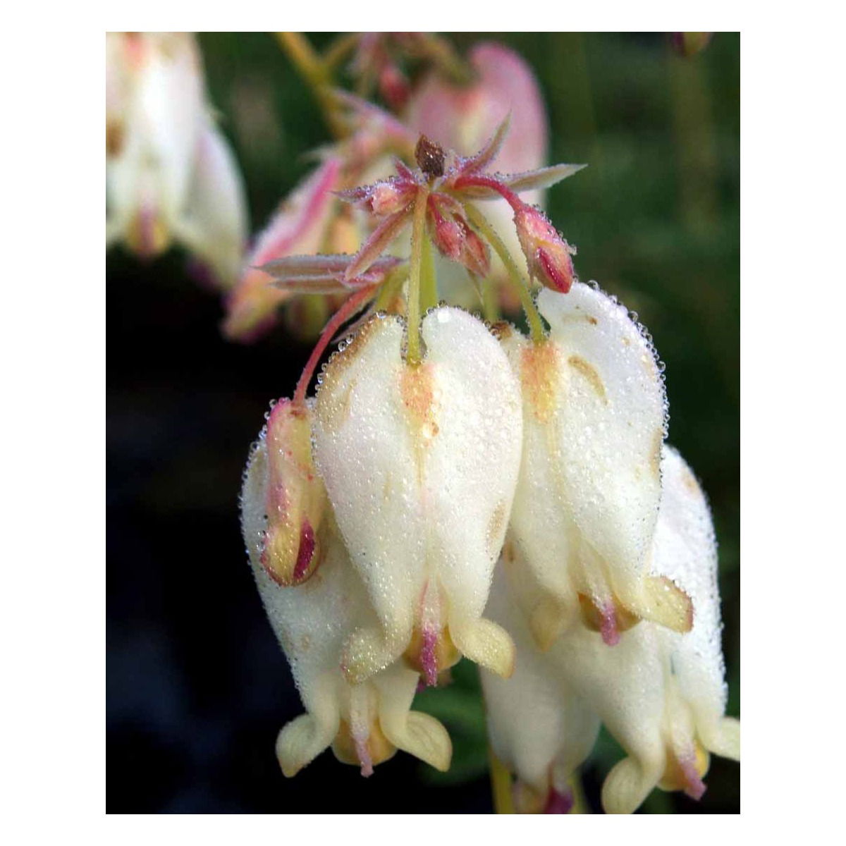 Småhjerte &apos;Aurora&apos;