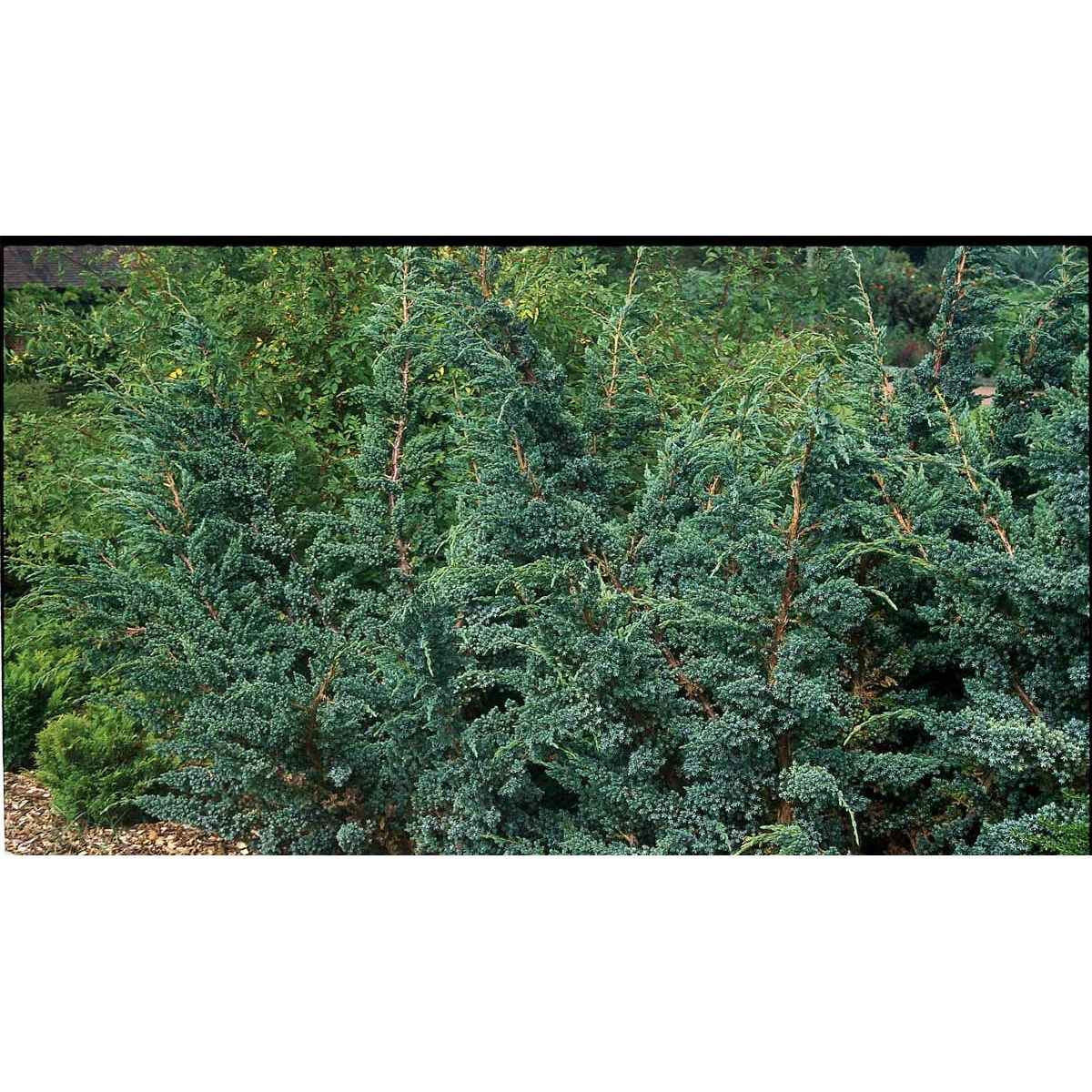 Blå Enebær &apos;Meyeri&apos;