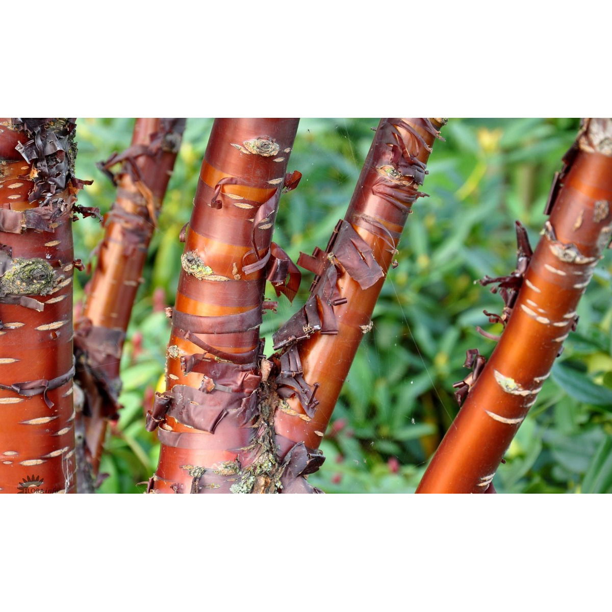 Prunus Serrula, Flerstammet