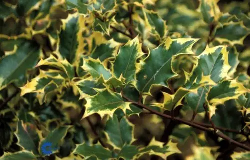 Ilex altaclerensis Golden King, Gulbroget Kristtjørn, Busket opret vækst indtil 3-4 m høj Stedsegrønne blade med bred hvid rand Orangerøde frugter Sol - skygge Næringsrig ikke for tør jord Velegnet som solitær og i små grupper