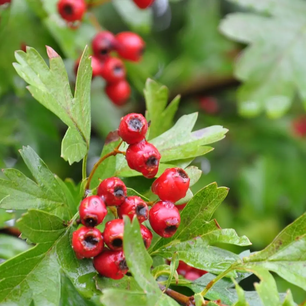 Engriflet Hvidtjørn