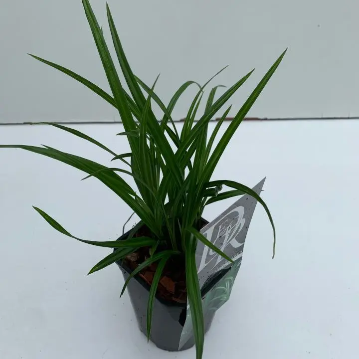 Star 'Irish Green' - Potte 1,0 liter