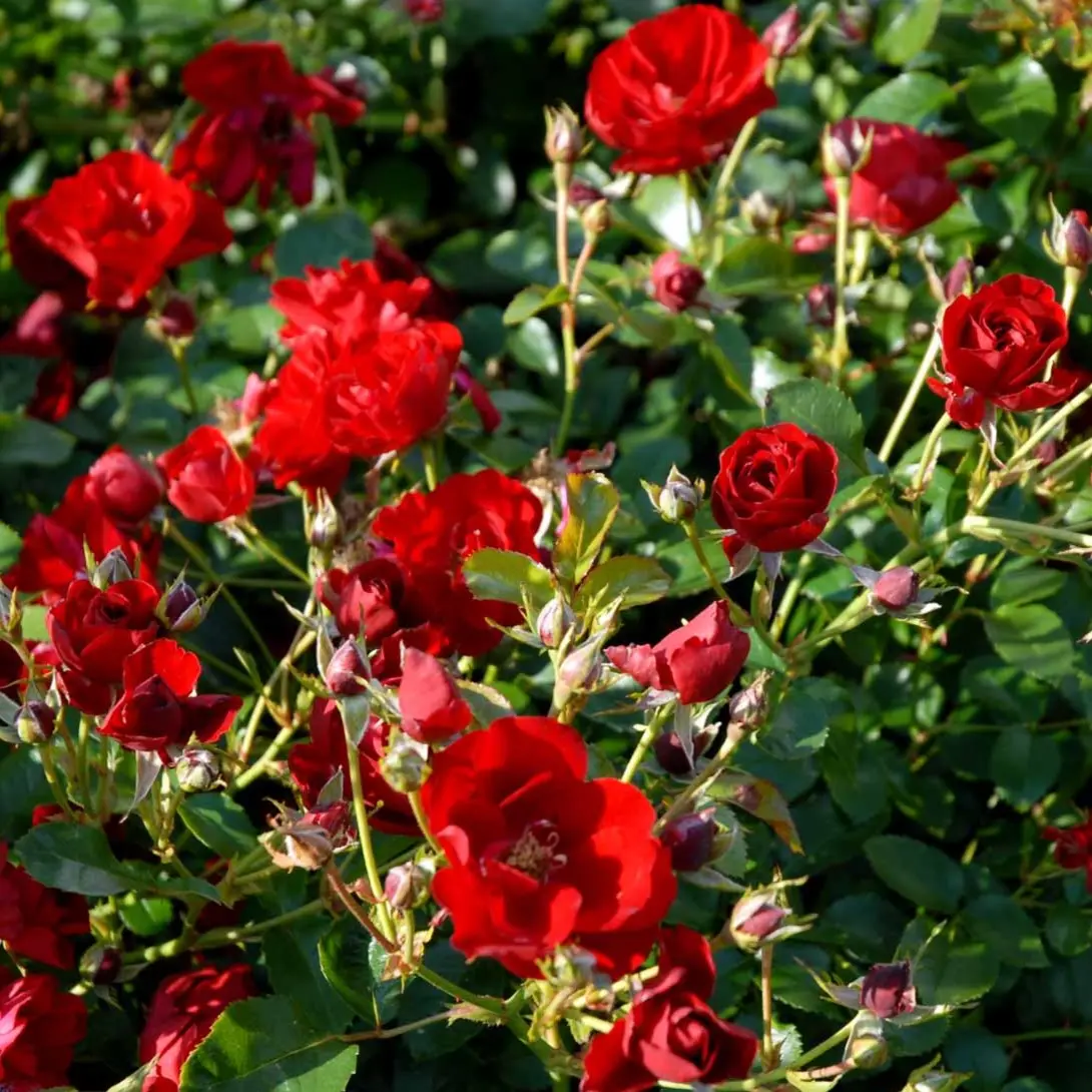 'Austriana'Â® - A-Kvalitet,- barrods roser min. 3 grene