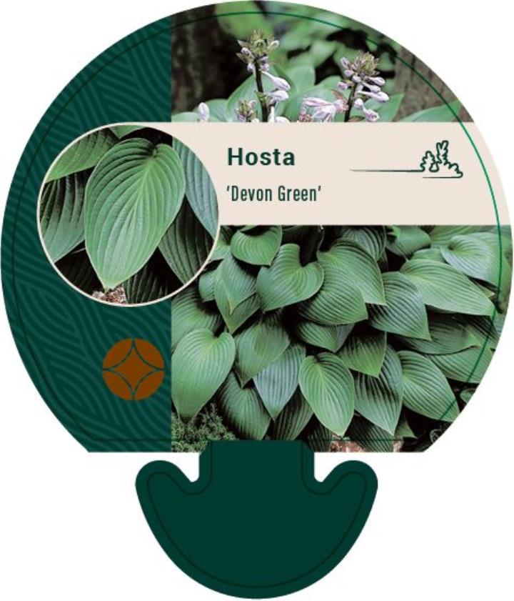 Funkia 'Devon Green' - Potte 0,8 Liter