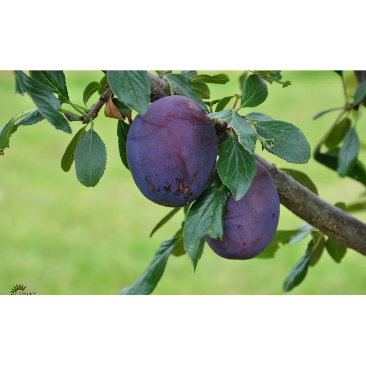 Blomme &#39;Valor&#39; - Havefrugttræ - A-kvalitet 4-8 grene, 130-170 cm. Potte 10 liter. (S.J.A.)