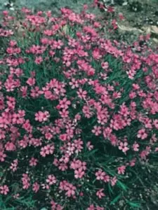 Stenhøjsbrudeslør 'Rosa Schönheit' - Potte 0,8 Liter