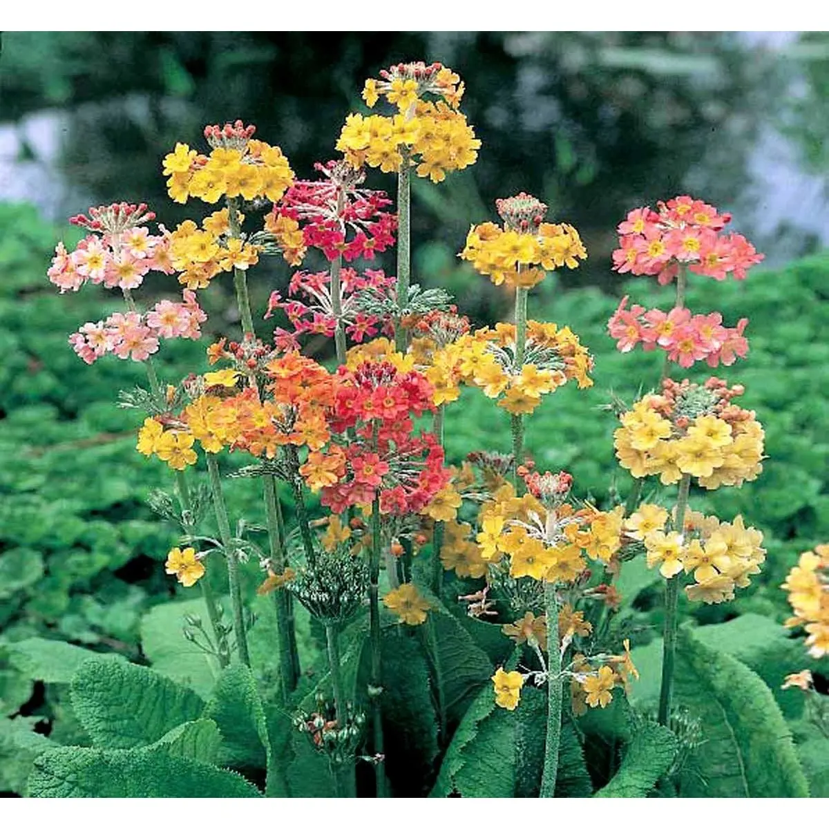 Etageprimula - Potte 0,8 Liter