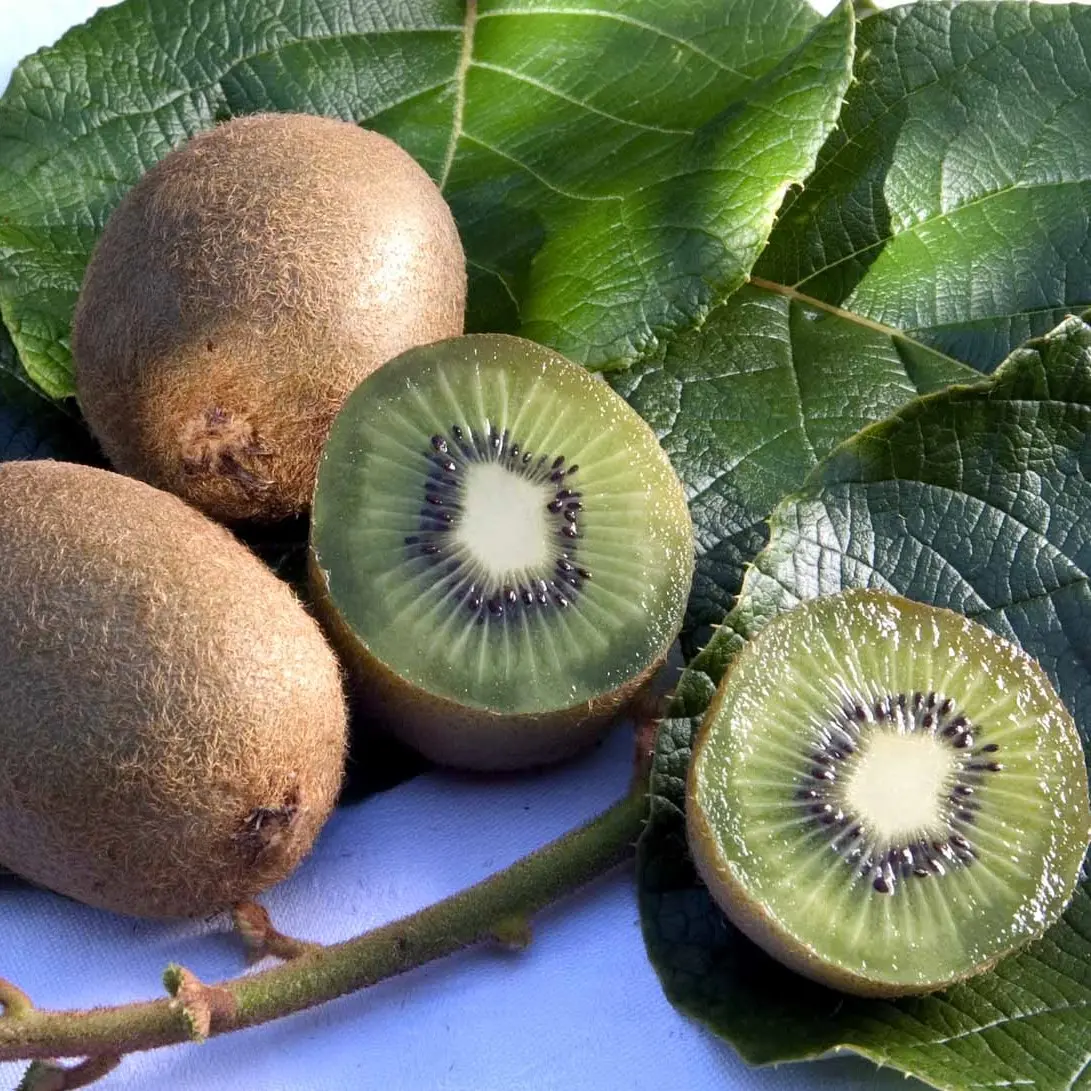 Kiwi &#39;Hayward&#39; - Opbundet, Potte 2,0 liter