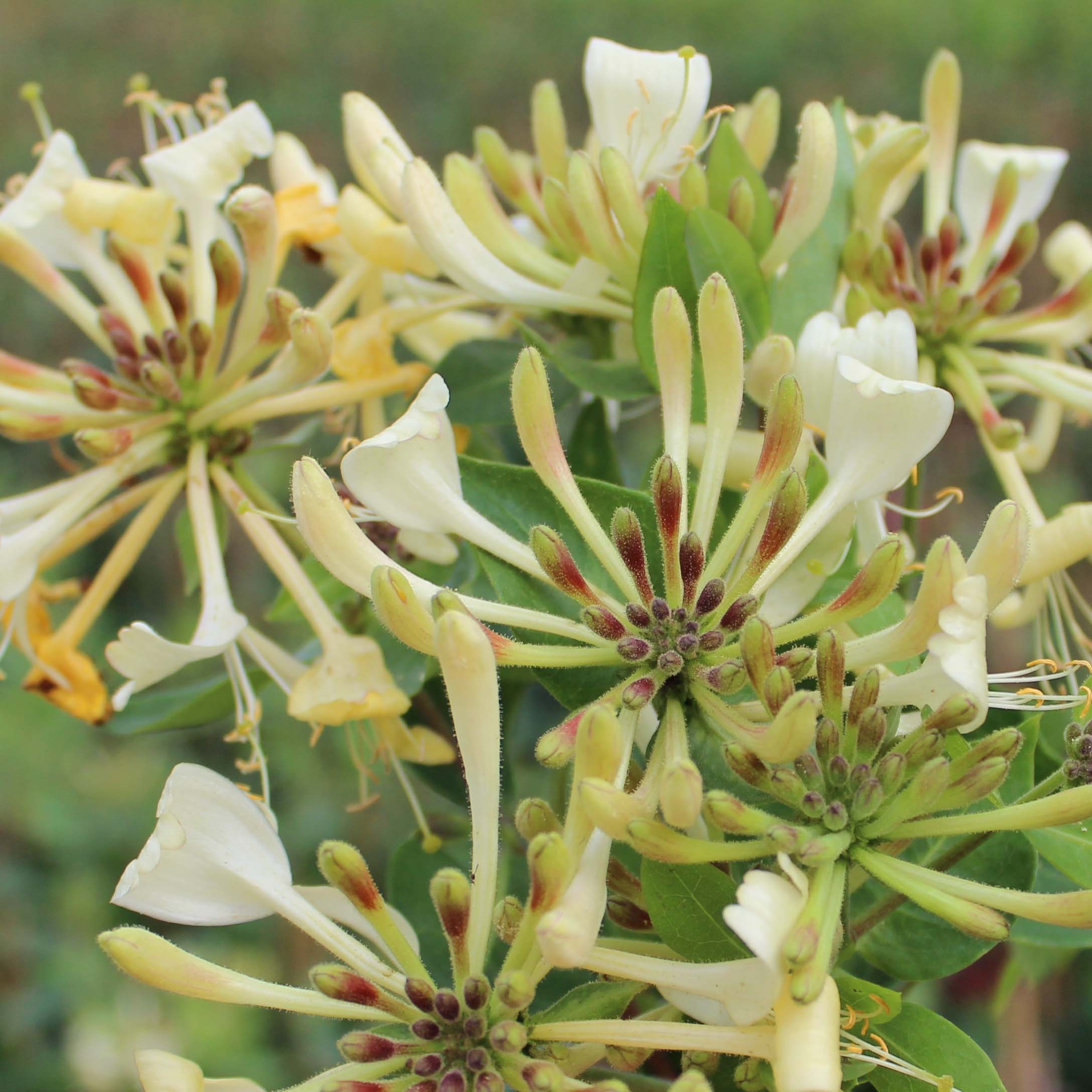 Gedeblad Graham Thomas