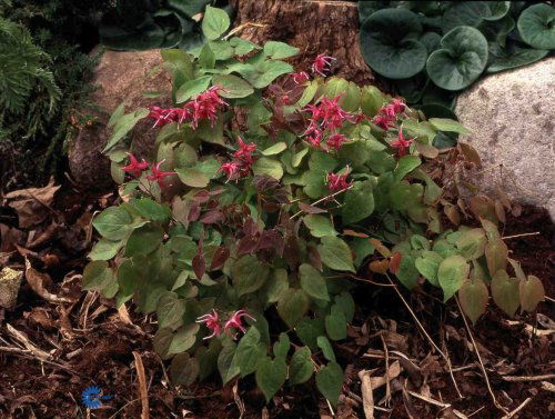 Bispehue 'Rose Queen' - Potte 0,8 Liter