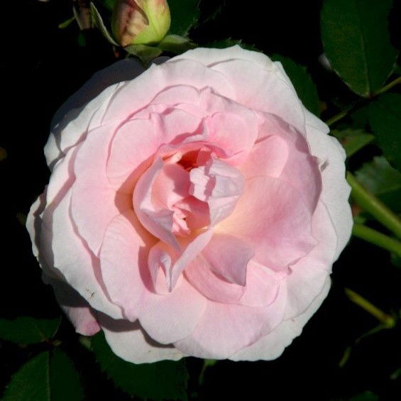 https://commons.wikimedia.org/wiki/File:Rosa_&apos;Morden_Blush&apos;_05.JPG