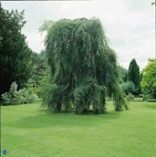 Betula pendula Youngii, Sørgebirk, Barkfarve / Grene: Hvid Blad / Nåle: Ægformede Blad / Nåle farve: Grønne Bredde: 4 - 6 meter Efterårsløv: Gult Frugt str.: 2 - 3 cm lange Frugter: Grøngule Gødning: Mellem Højde: 4 - 6 meter Hårdførhed: Fuldt Placering:
