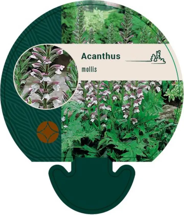 Blød Akantus - Potte 0,8 Liter
