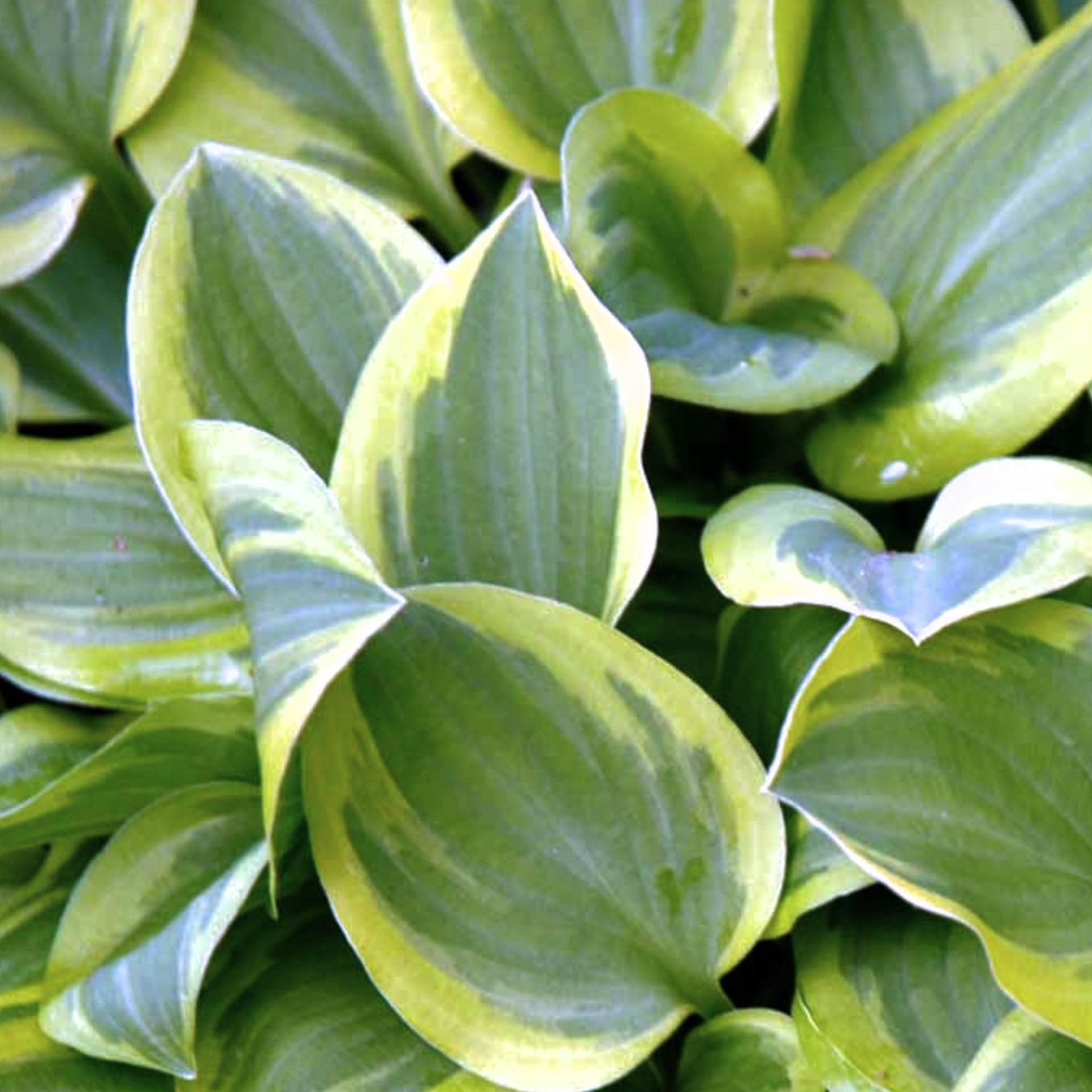 Hosta 'Snow Cap' - Potte 1 liter