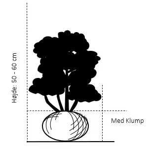 Kirsebærlaurbær 'Etna'