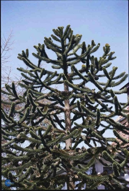 Araucaria araucana, Abetræ, Stedsegrønt træ, op til 10 m højt med nåle som sidder tæt rundt i en spiral på grenene. Kogler er kuglerunde næsten 20 cm brede, som modner efter 2-3 år. Placeres bedst solitært. Kræver beskyttet vokseplads og vinterdækning som