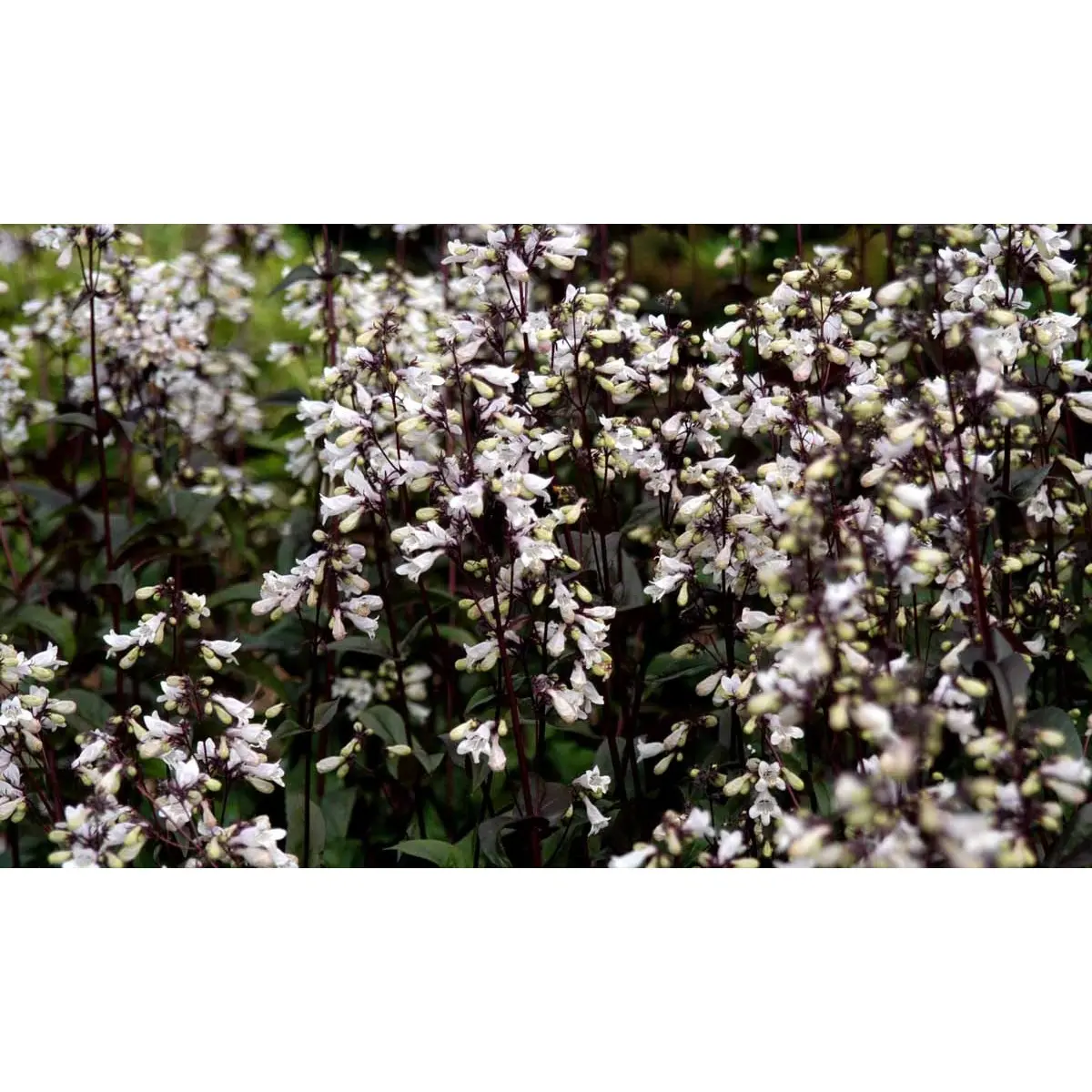 Rørblomst - Potte 1 liter