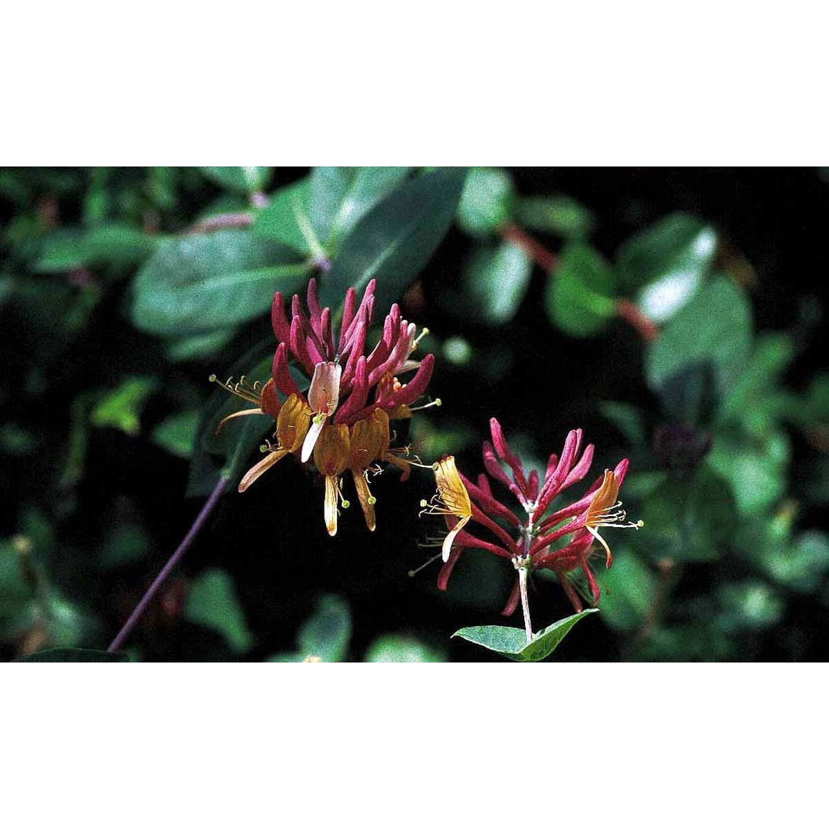 Kaprifolie &apos;Goldflame&apos;